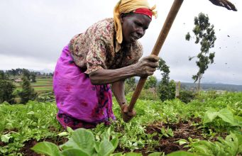 Le Mécanisme africain de financement du développement des engrais engage plus de deux millions de dollars pour améliorer l’accès des agriculteurs aux engrais au Kenya