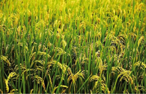 Nigeria hosts the first General Assembly of the ECOWAS Rice Observatory