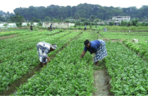 Le Gabon ambitionne de dynamiser ses secteurs de l’agriculture et de l’élevage