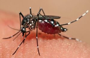 Côte d’Ivoire/Epidémie de Dengue : Les autorités assurent que les tests de diagnostics sont gratuits dans les hôpitaux publics